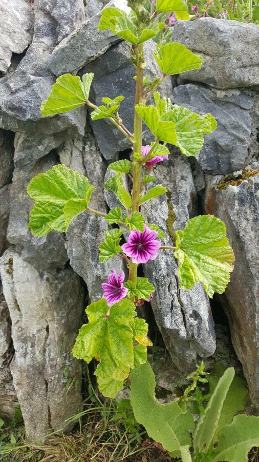Sea Breeze Apartment Doolin Bagian luar foto